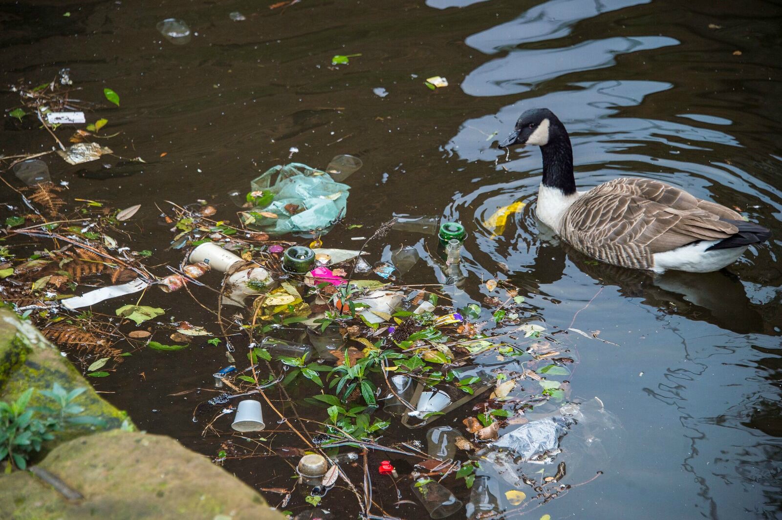 Ways to reduce plastic waste afloat