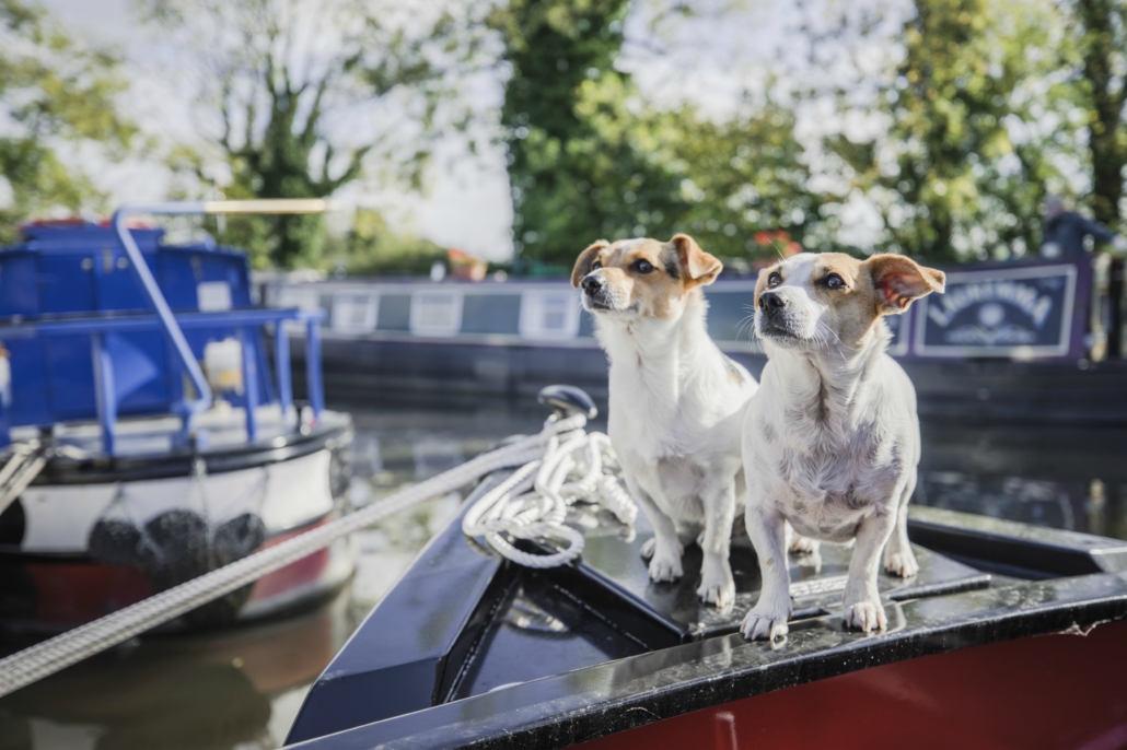 dog friendly boat trips bath