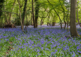 Visit a bluebell wood on a canal boat holiday