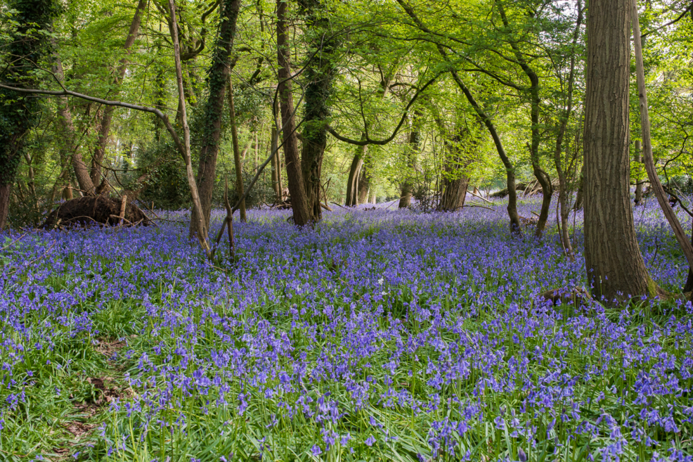 Visit a bluebell wood on a canal boat holiday